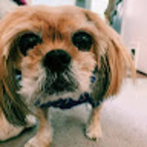 Meet your Posher, Madison